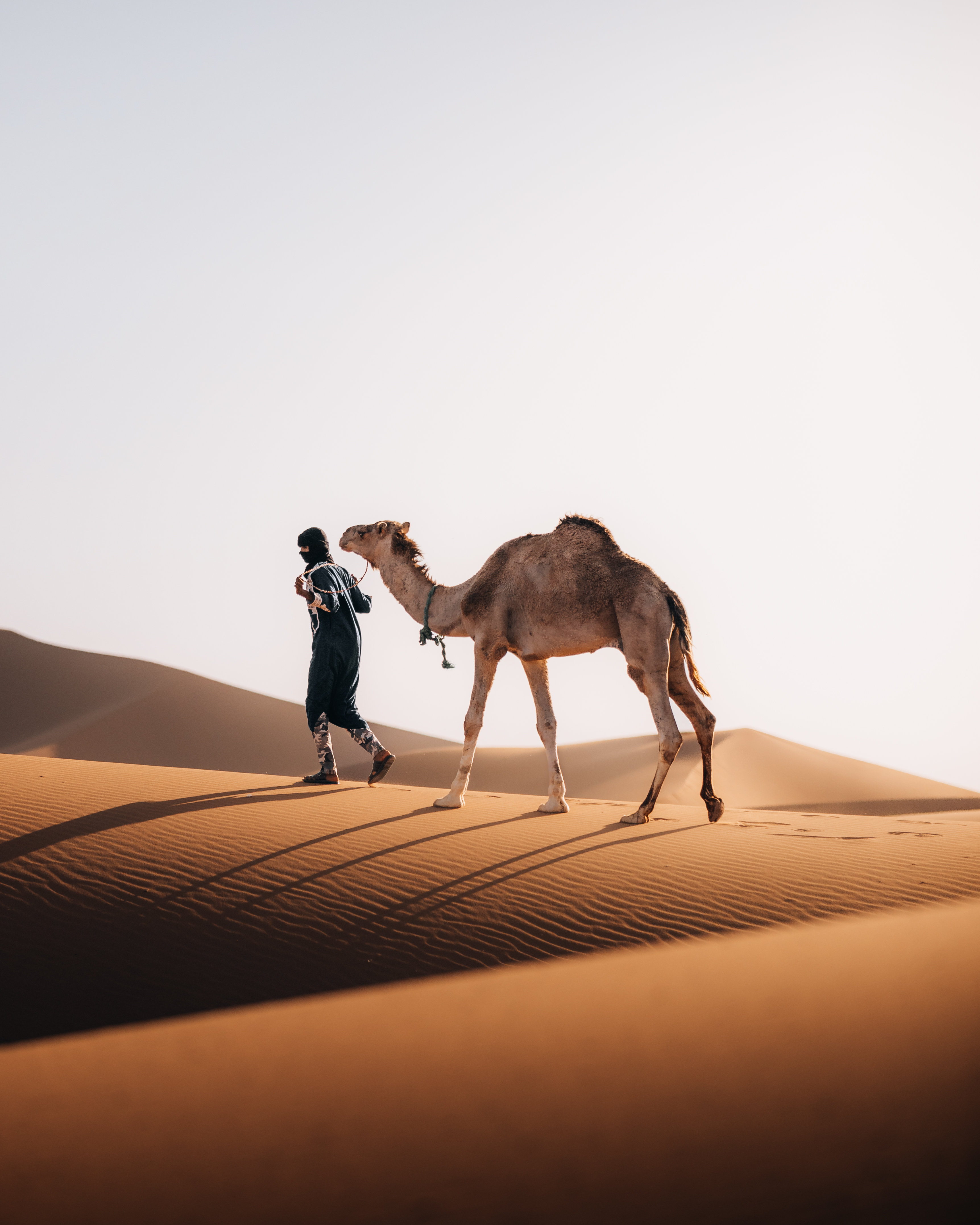 Camel Guide on a Golden Dune in the Sahara Caravan gallery.