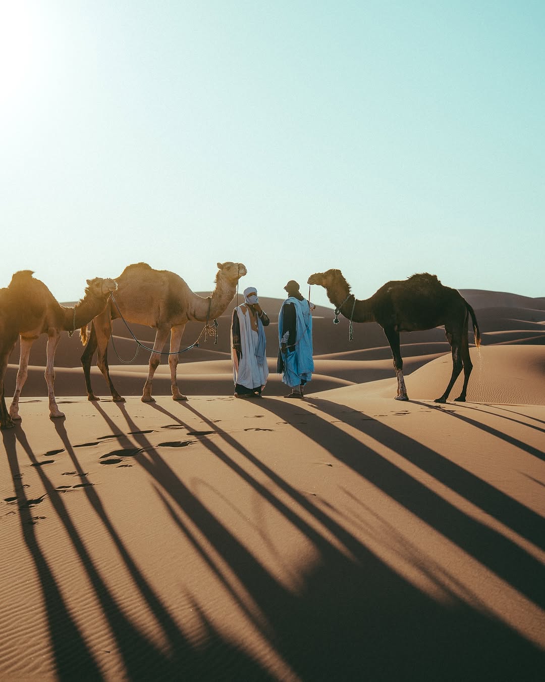 Camel guides with long shadows in the Sahara.
